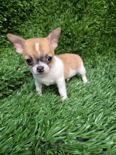 Chihuahua machinho pelagem curta com 57 dias, vermifugado-Dani