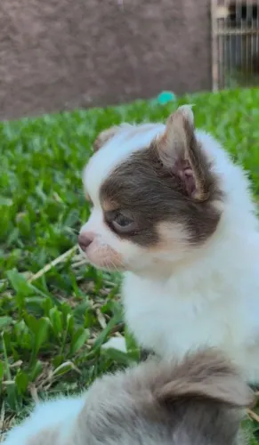 Chihuahuas Macho Disponíveis - Em até 12 vezes no cartão 