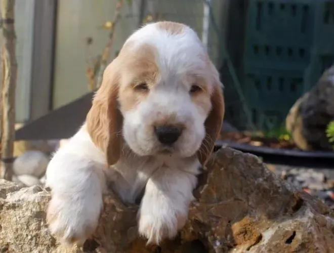 Cocker Spaniel Inglês - Orelhinhas Longas e Muito Amor!