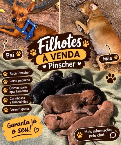 Pinscher