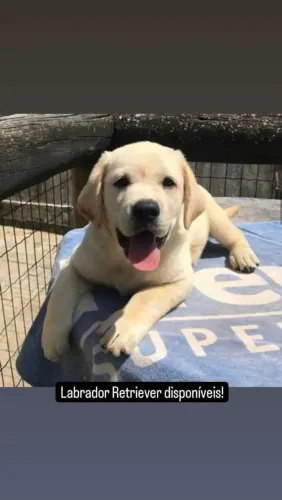 Filhote de Labrador o filhote que torna cada momento mais especial