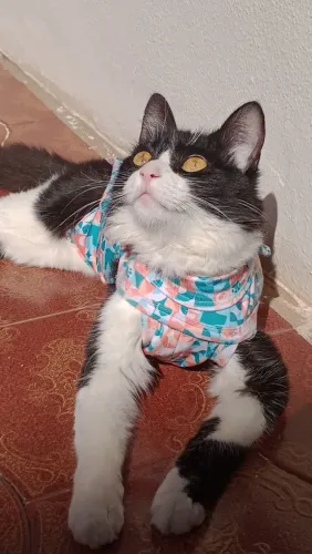 Adoção de gato fêmea 