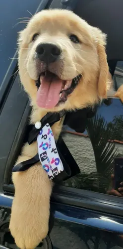 Golden Retriever filhotes liberados para reserva 