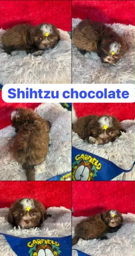 Shihtzu macho PROMO