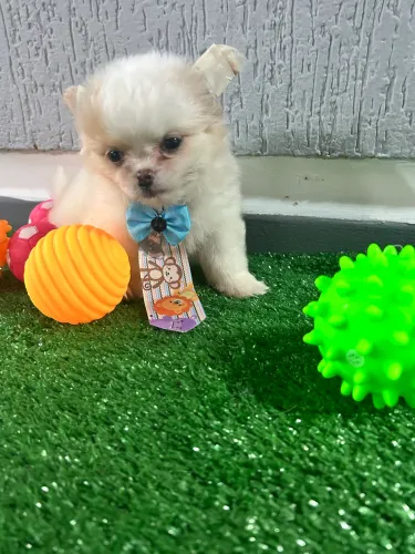 Chihuahua pelo longo