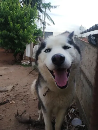 Husky siberiano procura namorada 