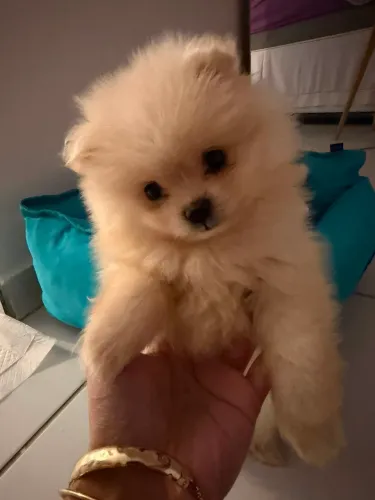 Lulu da Pomerania anão 