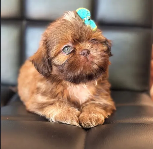 Shih tzu fêmea e macho micro exóticos
