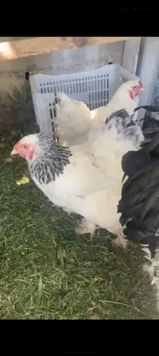 Vendo galos e galinhas da raça Brahma