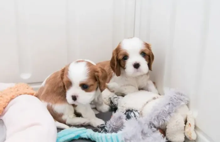 Pequenos encantos de Cavalier King procurando uma família!