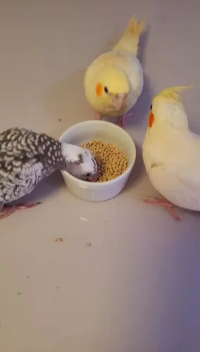 Ração e brinquedos calopsita