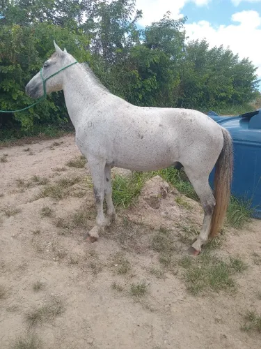Vende-se e troca-se cavalo de marcha picada 
