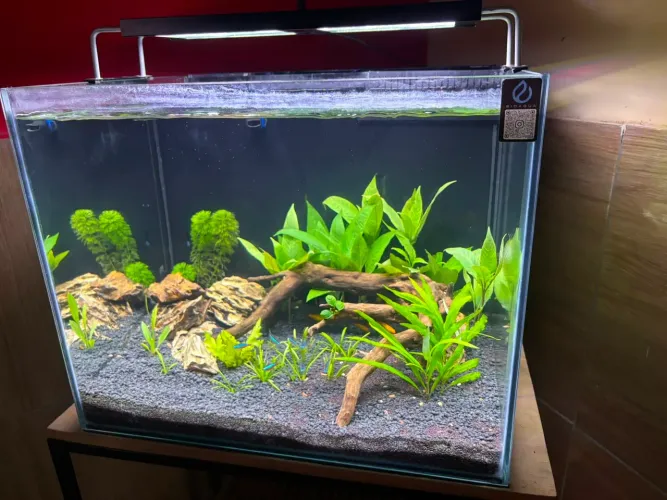 Aquario plantado 