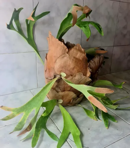 PLANTA Chifre De Veado