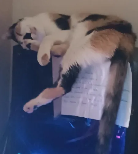 Gata