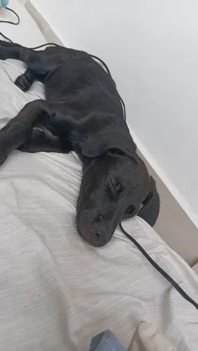 Cachorra