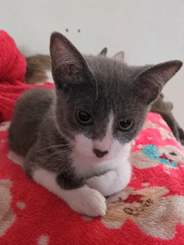 Gatinha cinza para adoção 