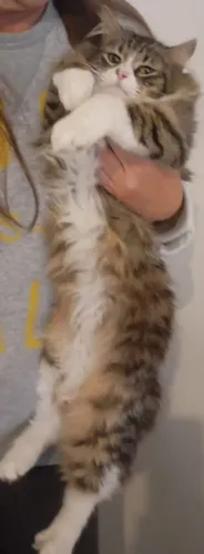 Maine coon