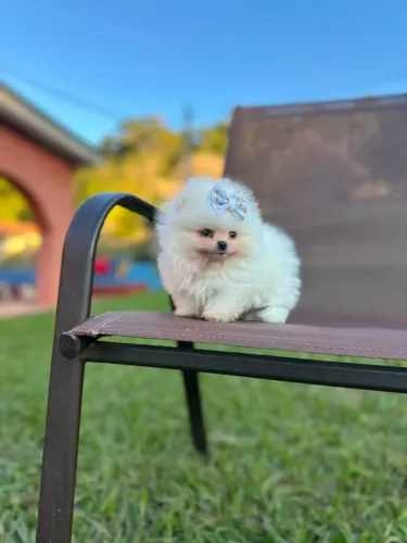 LULU DA POMERÂNIA DE EXCELENTE PADRÃO!!!