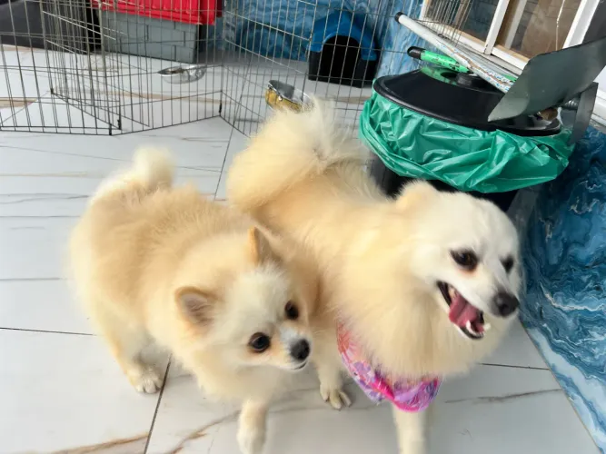 Lulu da pomeranea