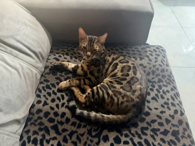 Filhote de bengal