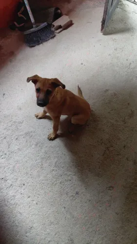Estou doando um cachorro ? macho