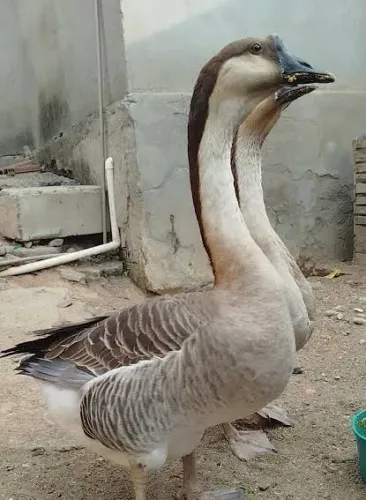 Casal de Gansos Africanos