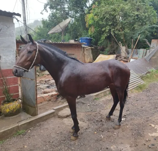 EGUA MANGALARGA 