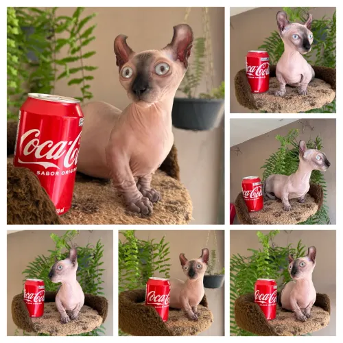 Filhote Sphynx Dwelf Mine