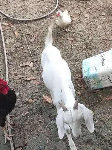 Cabras 