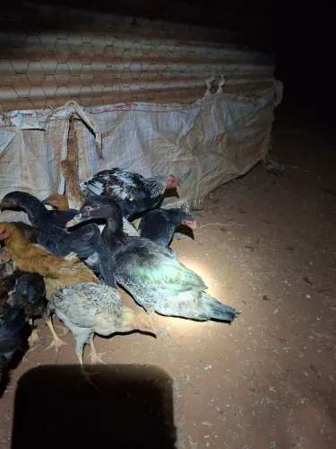 Vende-se este patos