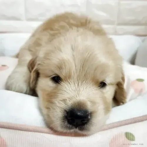 Baby pelagem bonita Golden Retriever