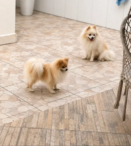 ? Esse lindo filhote de Spitz Alemão pode ser seu ?