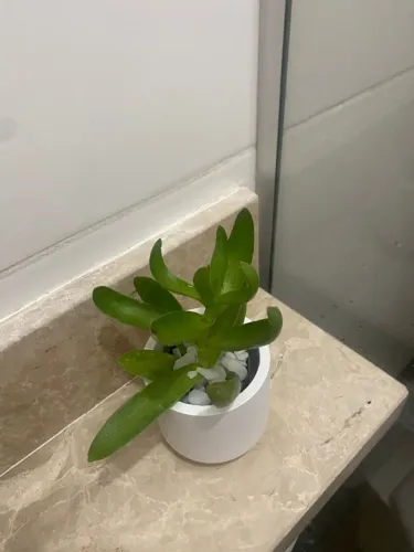 Kit Vasos Decorativos