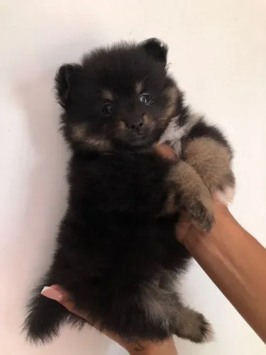Fêmea de Spitz  Black an tan com 50 dias primeira vacina e vermífugada