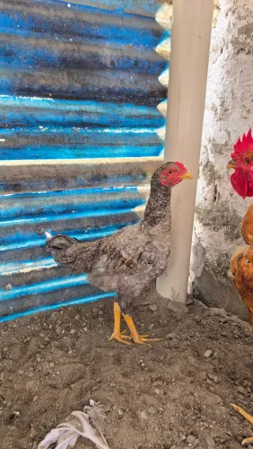 Frango caipira