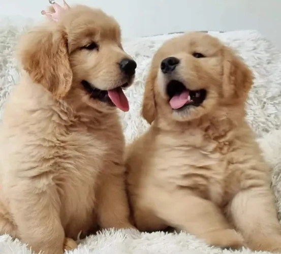 Golden Retriever Pedigree VALOR PROMOCIONAL