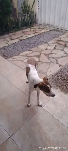 Sofia procura um lar ela e muita tranquila 