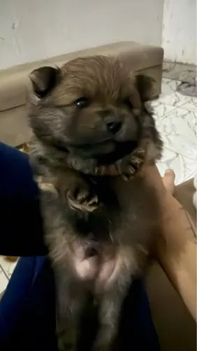 Lulu da pomerania