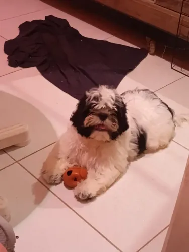 SHITZU