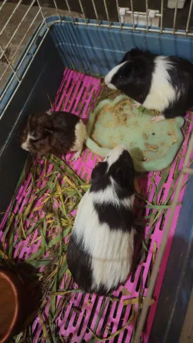 Porquinho da Índia