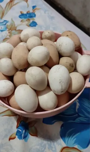 Ovos de galinha e pata dúzia 