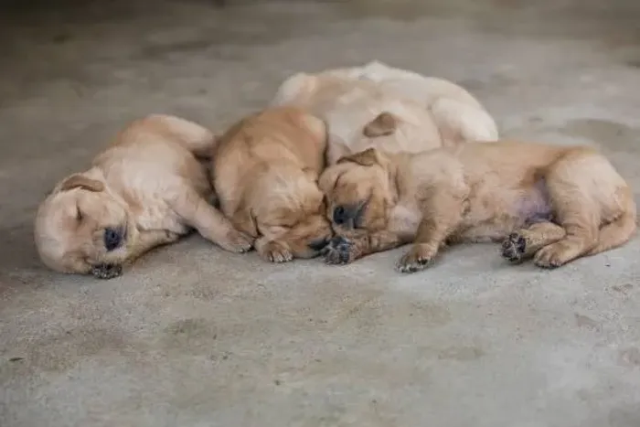 Golden Retriever Filhote Especialista em Fazer Amigos
