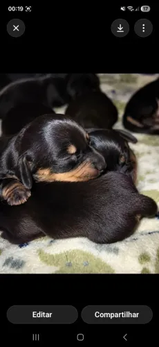 Basset Dachshund Linguiça Salsicha Teckel