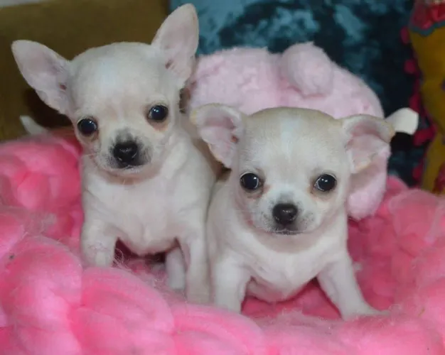 Lindos filhotes de chihuahua disponíveis.