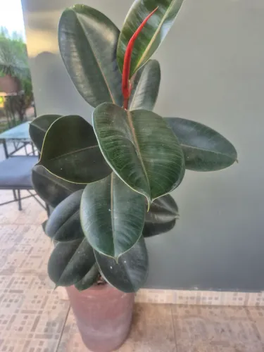 Plantas Ornamentais 