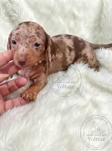 Basset dachshund pequenos e amorosos