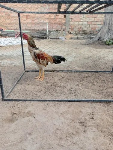 Frango carioca