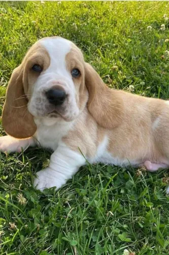 Basset Hound