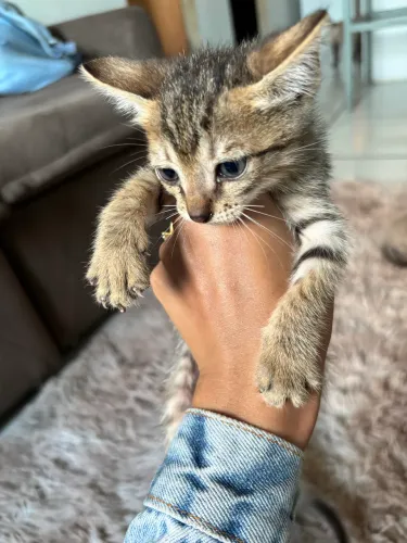 Doa-se gatinhos 